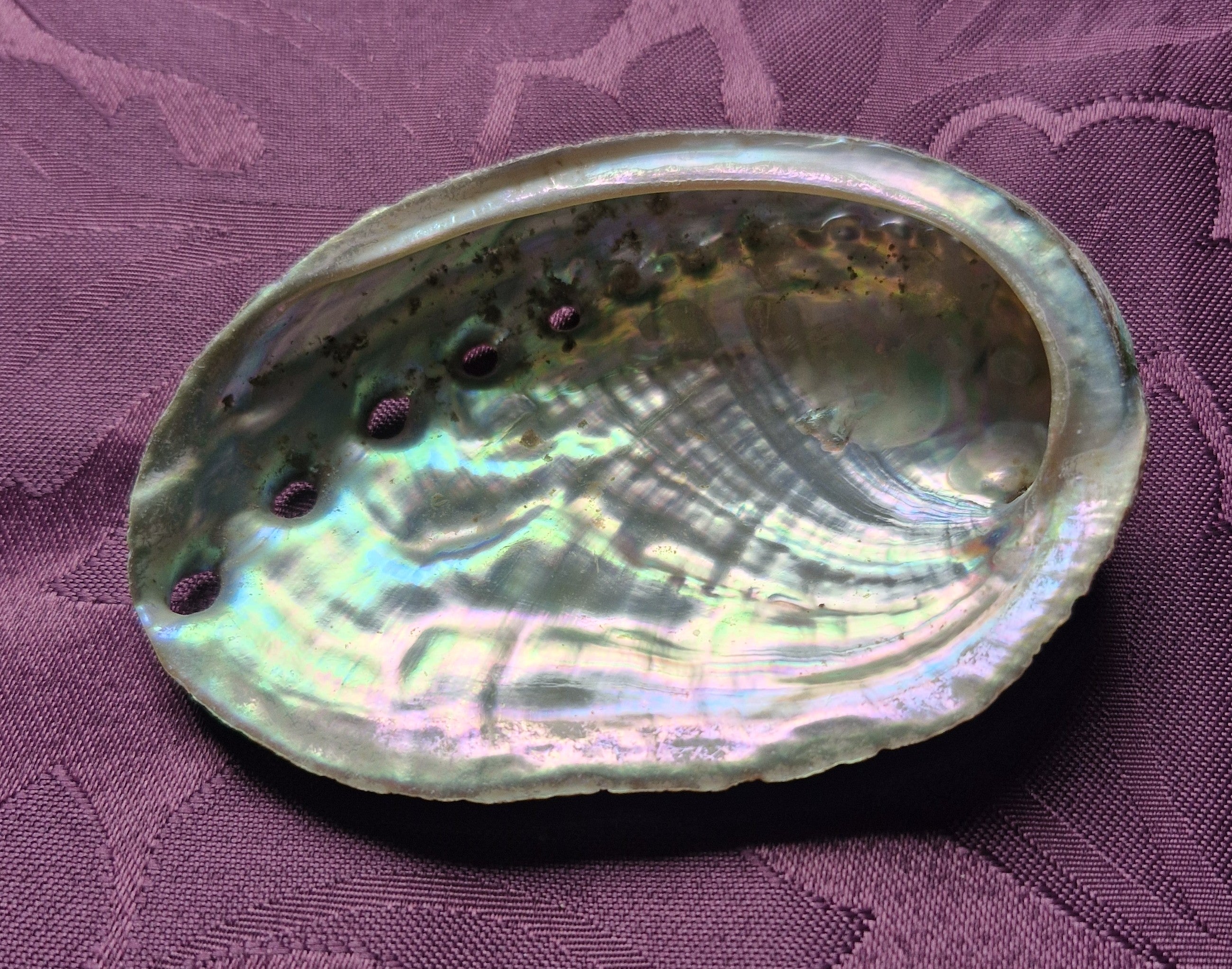 Beautiful Abalone Shell