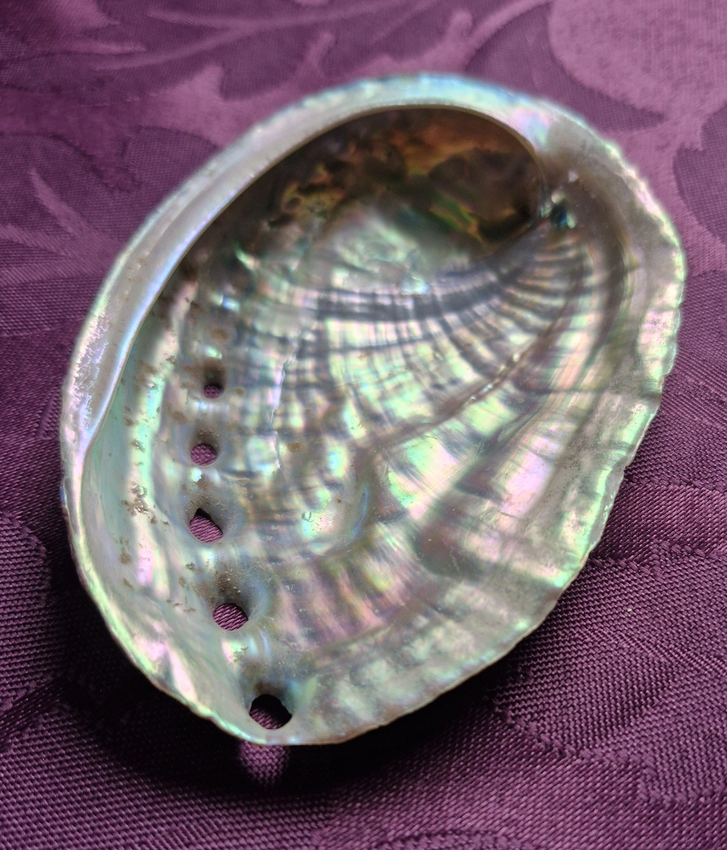 Beautiful Abalone Shell