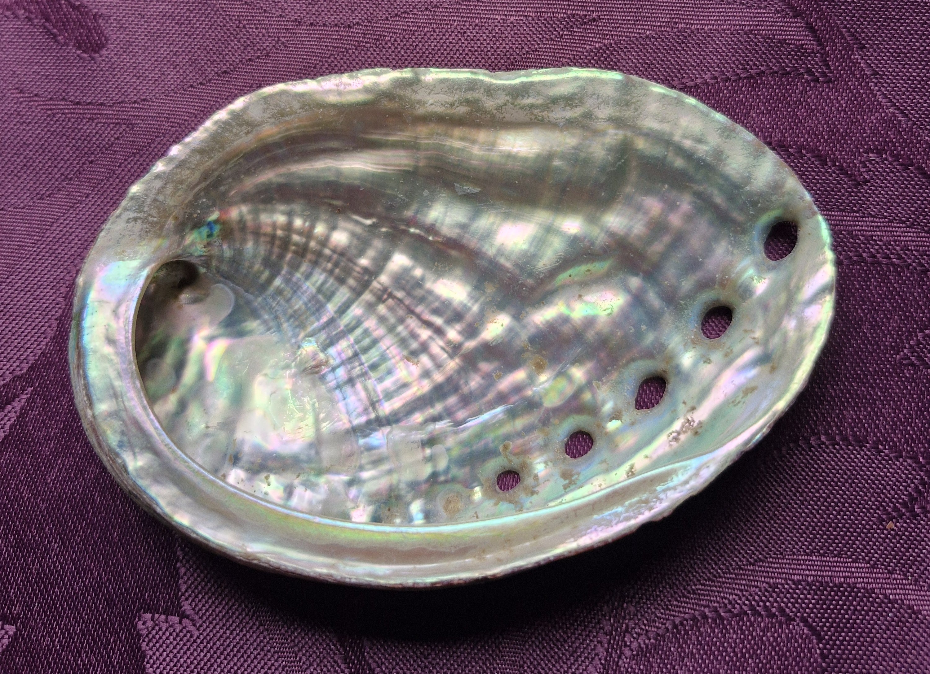 Beautiful Abalone Shell