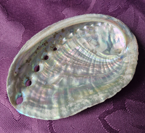 Beautiful Abalone Shell